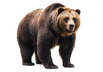 Grizzly bear standing isolated on transparent background