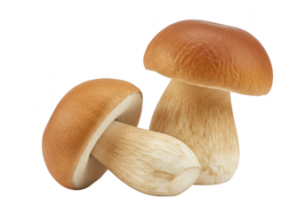 Two porcini mushrooms isolated on transparent background