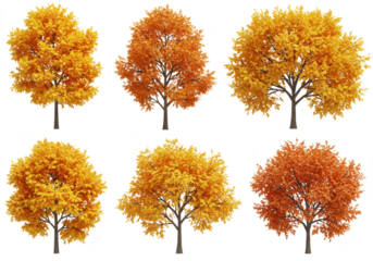 Collection of six deciduous trees in full autumn foliage, showcasing vibrant shades of orange, yellow, and red, isolated on a transparent background