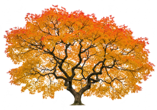 A stunning autumn tree with a full canopy of vibrant orange and yellow leaves, isolated on a transparent background, symbolizing the beauty of fall