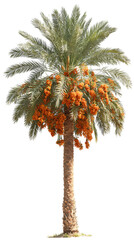 Tall Date Palm Tree with Orange Dates on white background. 