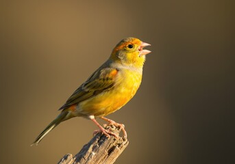 Vibrant Canary A Macro Shot Showcasing a Small, Singing Bird