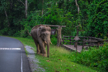 Elephants are large mammals and are the largest land animals. Wild elephants eat plants. They are...