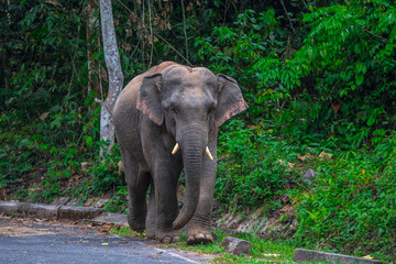 Elephants are large mammals and are the largest land animals. Wild elephants eat plants. They are...