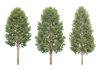 Fototapeta premium Three green trees isolated on transparent background