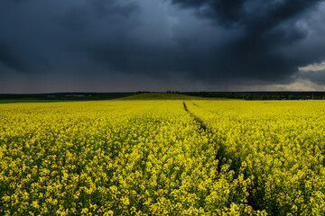 Obraz premium Yellow rapeseed field with a pathway through the blooming flowers under a dark, dramatic storm cloud sky.