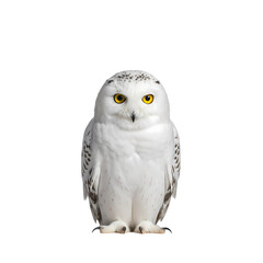 Majestic Snowy Owl: Arctic Bird Photography