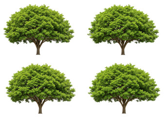 A set of four lush green trees with full foliage and sturdy trunks, presented on a transparent background for easy compositing