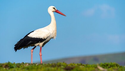 White stork in profile
