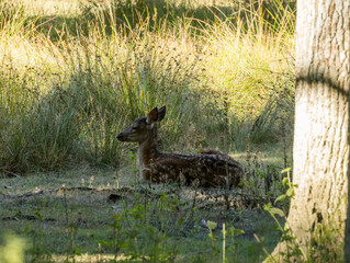 faon, bambi des forêts
