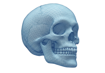 Isolated 3D Wireframe Human Skull Model