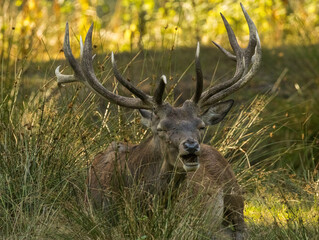 cerf