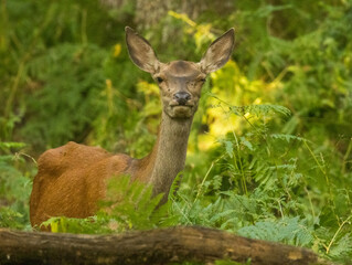 Fototapeta premium Biche, reine des forêts