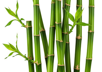 Green bamboo stalks with young leaves isolated on transparent background