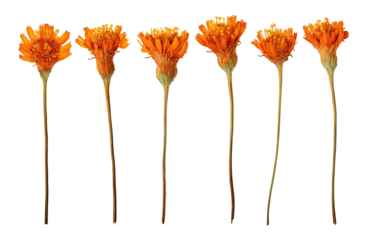 Seven orange marigold flower stems against black background