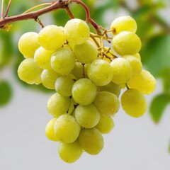 Fresh Green Grapes Hanging on Vine with Lush Green Background