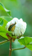 Cotton boll close-up