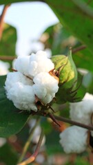 Cotton boll on plant