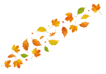 A collection of colorful autumn leaves in various shades of orange, yellow, red, and green, isolated on a transparent background