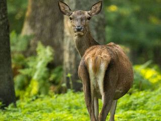 Biche, reine des forêts