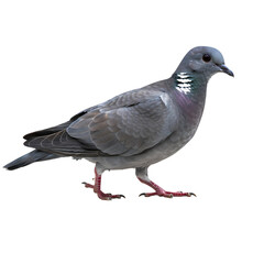Obraz premium Stunning Wood Pigeon: Detailed Profile of a Common Bird