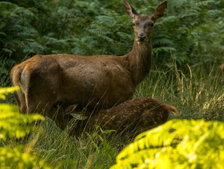 biche et son faon