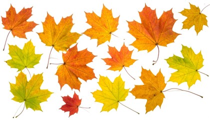 Obraz premium Collection of colorful autumn maple leaves on white background
