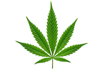 A single green cannabis leaf isolated on a transparent background, representing marijuana and its various uses
