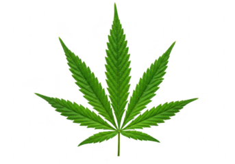 A single green cannabis leaf isolated on a transparent background, representing marijuana and its various uses
