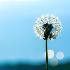 Dandelion in soft blue light
