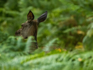 Biche, reine des forêts