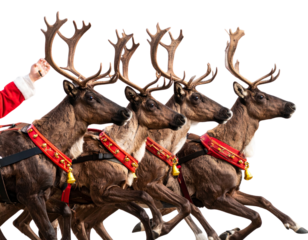 A - Santa’s Reindeer Group in Dynamic Running Pose with Harness and Bells, Side View, PNG Isolated.