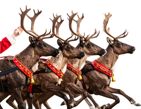 A - Santa’s Reindeer Group in Dynamic Running Pose with Harness and Bells, Side View, PNG Isolated. - Powered by Adobe