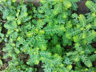 Chamber bitter (Phyllanthus urinaria) in outdoor garden, Herb medicine plant
