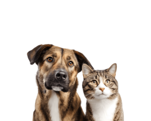 A dog and a cat sitting together and looking directly at the camera
