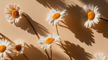 Daisies with shadows on a light beige background