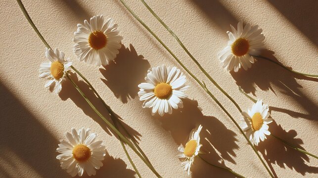 Daisies arranged on a beige surface with shadows