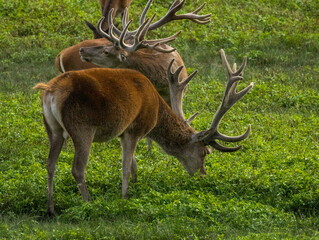 cerf