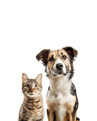 Obraz premium A dog and a cat sitting together and looking directly at the camera