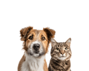 A dog and a cat sitting together and looking directly at the camera