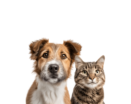 A dog and a cat sitting together and looking directly at the camera