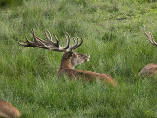 cerf