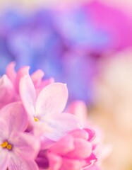 Delicate pastel flowers close-up