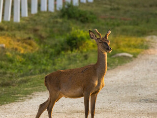 jeune cerf