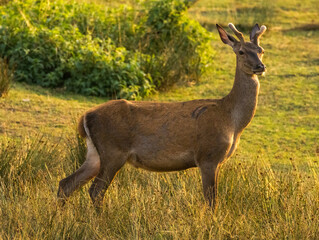 jeune cerf