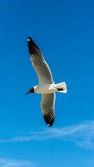 Fototapeta premium A seagull soaring against a vibrant blue sky