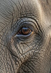 Ancient Wisdom in a Gaze - A Hyper-Detailed Macro of an Elephants Soulful, Wrinkled Eye.