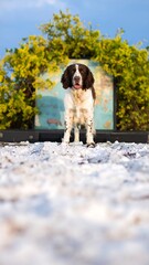 Dog in front of world map