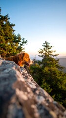 Dog on mountaintop at sunrise