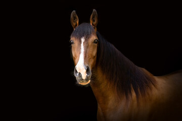 Elegant Berber Arabian horse portrait on black background
